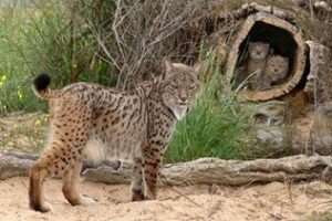 Localizado el cuarto lince muerto con traumatismos "severos" en este año