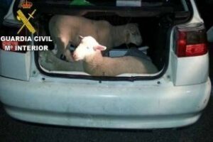 La Guardia Civil detiene a dos personas por el robo de tres corderos