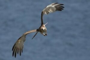 El Campo de Gibraltar, para un biólogo, era el paraíso"