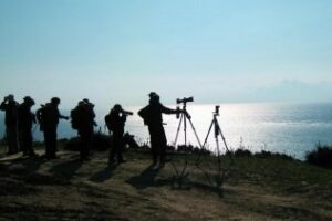 El número de aves planeadoras que cruzan el Estrecho se ha duplicado en los últimos 40 años