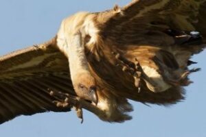 El festival de las migraciones es una gran iniciativa para proyectar Algeciras