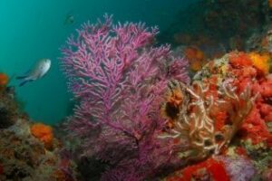 Empresarios de Algeciras y Tarifa juntos para potenciar el turismo activo y ecológico en el Parque del Estrecho