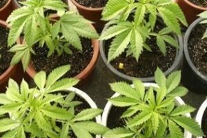 Una pelea familiar termina con la intervención de 14 macetas de marihuana