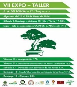 Exposicion Bonsai Asociación "El Chaparro" del Campo de Gibraltar