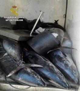 Al banco de alimentos 690 kilos de atún intervenidos en una furgoneta