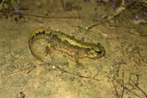 Confirmada la reproducción del tritón pigmeo en la provincia