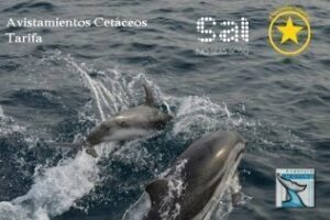 Sólo durante 48 horas Avistamientos de Orcas y Ballenas al 60 % hasta final de temporada
