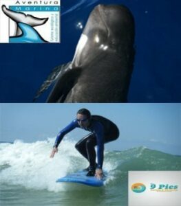 El descuento irrepetible de hoy:Ballenas en Tarifa y Surf en el Palmar