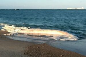 Encuentran el cadáver de una ballena de doce metros en Chiclana
