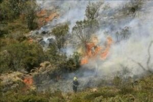 El fuego en Algeciras arrasa 140 hectáreas, según la primera medición