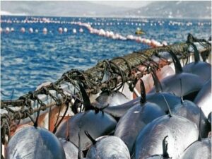 Los pesqueros españoles vuelven a los caladeros en Marruecos