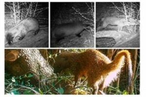 Alberto López: La nutria, el zorro, el tejón y el meloncillo de CEPSA