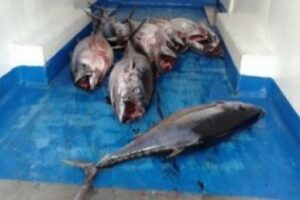 Sanciones por la pesca ilegal del atún rojo