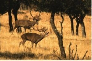 Mancomunidad programa actividades para toda la comarca este fin de semana (Programación)