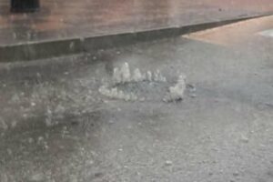 IU exige al alcalde un plan de choque urgente de limpieza de husillos