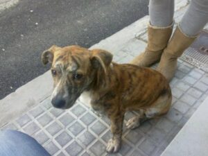 PODEMOS exige a Landaluce un expediente aclaratorio sobre la empresa Zoosanitario