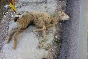 Imputado por maltrato animal tras arrojar una oveja por un acantilado en Algeciras
