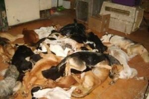 EQUO exige la rotura de los contratos que los consistorios tienen con Control Zoosanitario