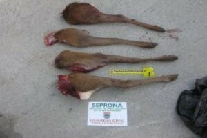 Intervenidas cuatro piezas de carne de ciervo procedente de caza furtiva.