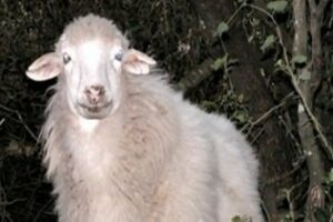 La consejera asegura que el brote de lengua azul "está controlado"