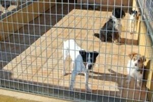 Control Zoosanitario afirma que cumple la ley