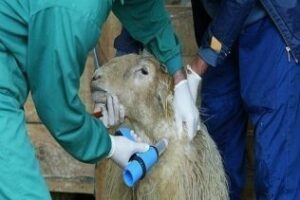 La Junta adquirirá dos millones de vacunas para hacer frente a la lengua azul