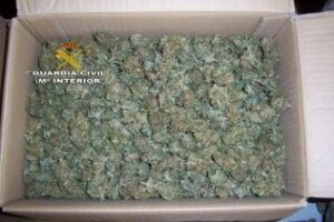 Desarticulado un punto de venta de marihuana en Los Barrios