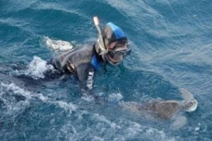 Verdemar reclama más medios para el Centro de Gestión del Medio Marino Andaluz (CEGMA)