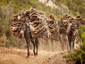 La Junta declara la finca de La Almoraima como espacio natural protegido