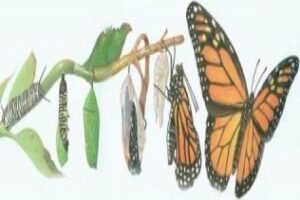 Isabella,diario de una superviviente: Metamorfosis