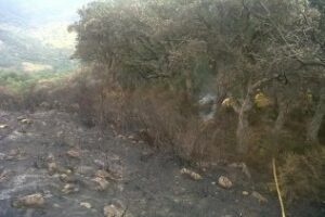 El Parque Los Alcornocales organiza la reforestación participativa de un monte incendiado
