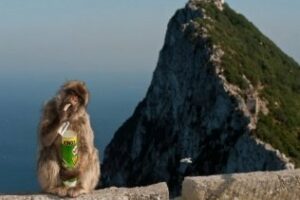 Editorial: Todo el mundo habla español, menos los simios"