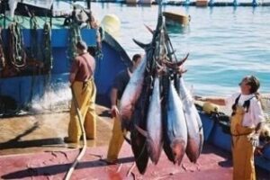 Diputación impulsará la llegada de clientes para la puesta en marcha de las rutas del atún