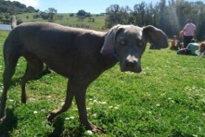 Algeciras, perros y senderos