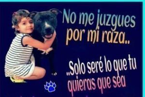 El domingo 22 en Algeciras paseo canino en apoyo a las razas potencialmente peligrosas