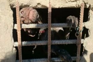 Agredido por denunciar zulos para perros en San Roque