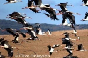 La Feria de la Naturaleza en el Estrecho de Gibraltar se celebra este fin de semana