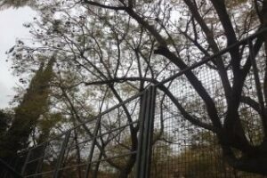 Manuel de Falla solicita la poda del parque infantil de la barriada