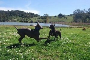 La IV ruta de senderismo con perros partirá de Botafuegos