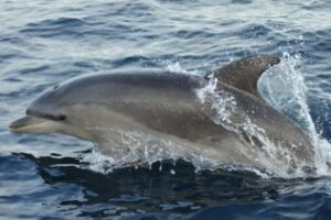 Delfines del Estrecho de Gibraltar acumulan contaminantes en su organismo