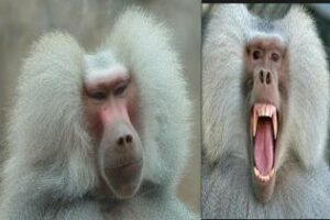 Un mono babuino anda suelto por una zona de Algeciras