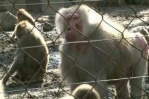 Localizado en el Cobre el mono que andaba suelto por Algeciras