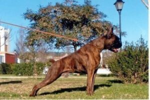 Veterinarios tildan de catastrófico" el incremento del IVA del 8 al 21 por ciento