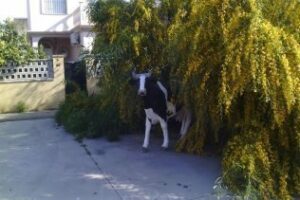 El Acebuchal saca su "vaca a pastar"