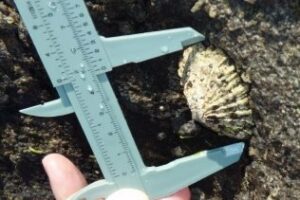 La Junta colaborará con la APBA para preservar un invertebrado en peligro de extinción