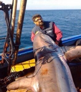 Un tiburón blanco es atrapado en Tarifa