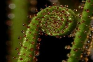 Un estudio de la UCA demuestra la relación existente entre plantas carnívoras y fuego