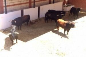 Aprobada completa la novillada de Fuenteymbro