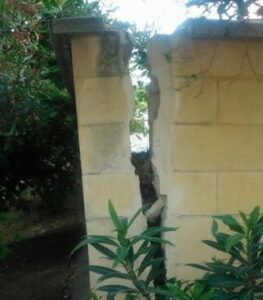 IU vuelve a requerir la intervención municipal en la zona de Amadeo Vives