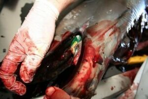 Se estudia la muerte de un cetáceo hallado en la desembocadura del río Palmones